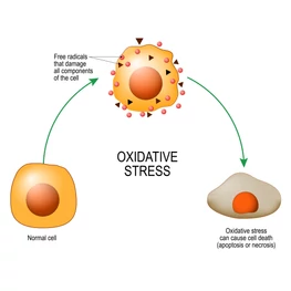 Öreggé és beteggé tesznek: az oxidativ stressz és az elsavasodás 